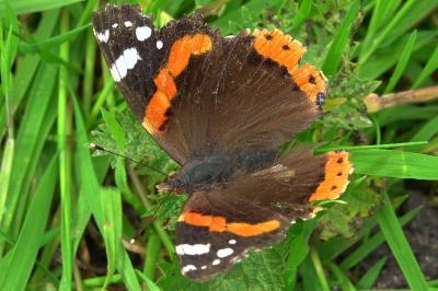 <i>Vanessa atalanta</i>