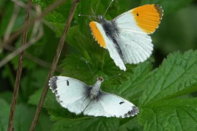 <i>Anthocharis cardamines</i>