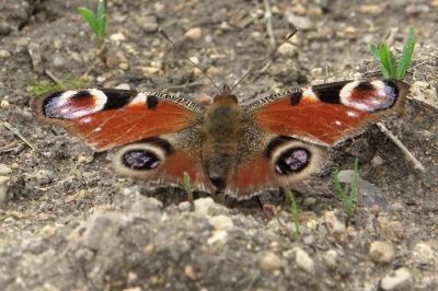 <i>Aglais io</i>