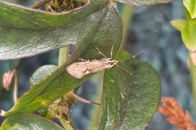 <i>Esperia sulphurella</i>