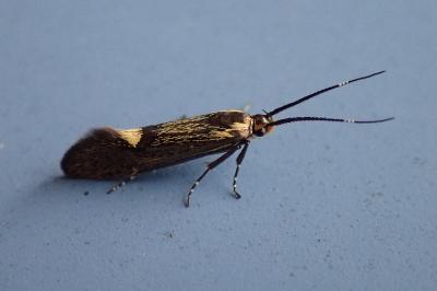 Oecophoridae