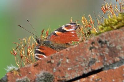 <i>Aglais io</i>