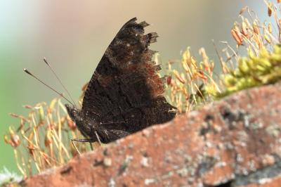 <i>Aglais io</i>