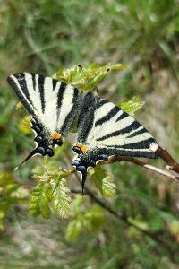 <i>Iphiclides podalirius</i>