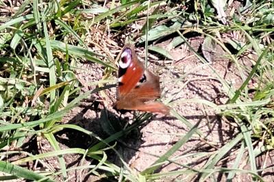 <i>Aglais io</i>