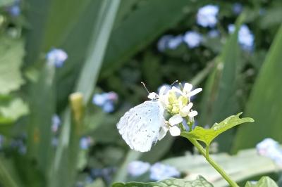 <i>Celastrina argiolus</i>