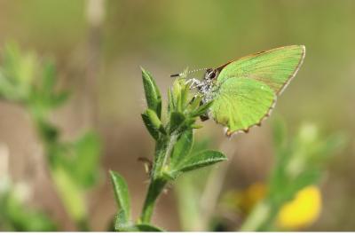 <i>Callophrys rubi</i>