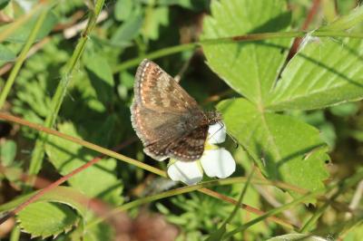 <i>Erynnis tages</i>