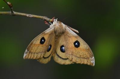 <i>Aglia tau</i>