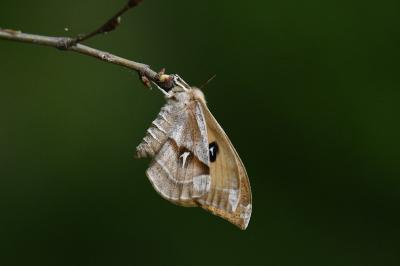 <i>Aglia tau</i>