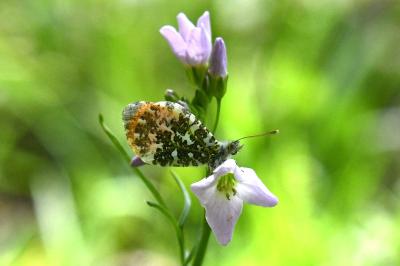 <i>Anthocharis cardamines</i>