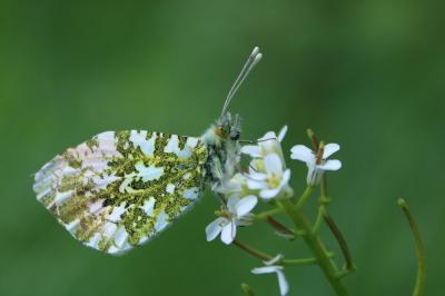 <i>Anthocharis cardamines</i>