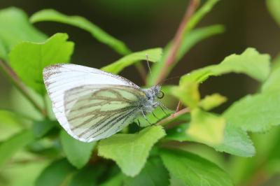 <i>Pieris napi</i>