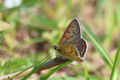 <i>Lycaena tityrus</i>