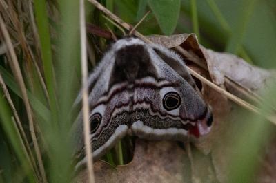 <i>Saturnia pavonia</i>