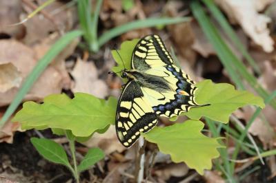 <i>Papilio machaon</i>