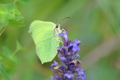 <i>Gonepteryx rhamni</i>