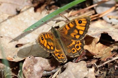 <i>Lasiommata megera</i>