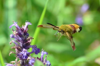 <i>Hemaris fuciformis</i>