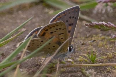 <i>Lycaena tityrus</i>