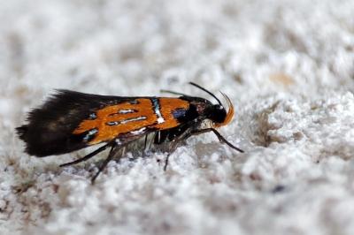<i>Schiffermuelleria schaefferella</i>