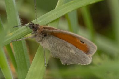 <i>Coenonympha pamphilus</i>