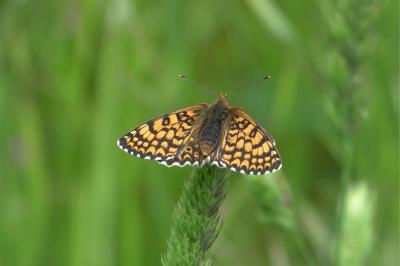 <i>Melitaea cinxia</i>