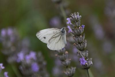 <i>Pieris napi</i>