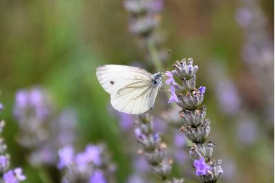<i>Pieris napi</i>