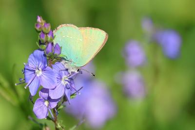 <i>Callophrys rubi</i>