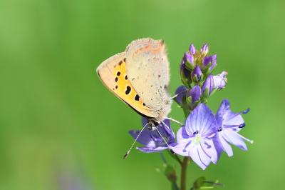 <i>Lycaena phlaeas</i>