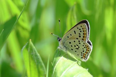 <i>Lycaena tityrus</i>