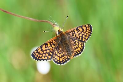 <i>Melitaea cinxia</i>