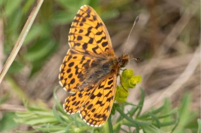<i>Boloria dia</i>
