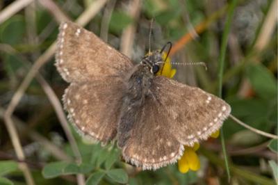 <i>Erynnis tages</i>