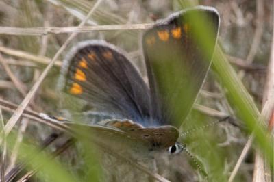 <i>Polyommatus icarus</i>