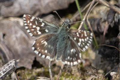<i>Pyrgus malvae</i>