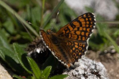 <i>Melitaea cinxia</i>