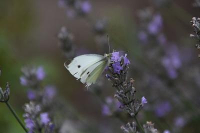 <i>Pieris rapae</i>