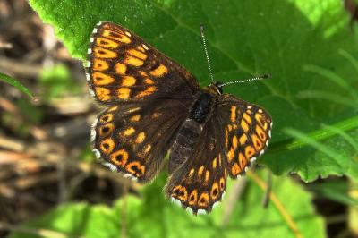 Riodinidae