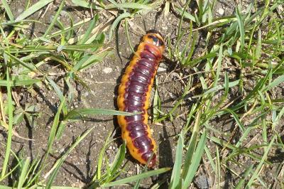 <i>Cossus cossus</i>