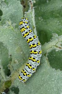 <i>Cucullia verbasci</i>