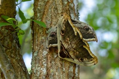 <i>Saturnia pyri</i>