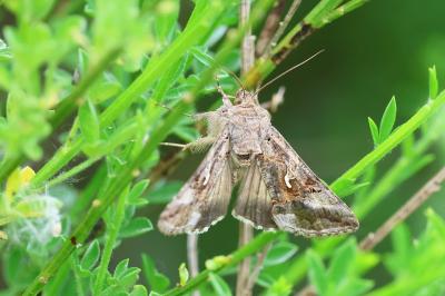 <i>Autographa gamma</i>