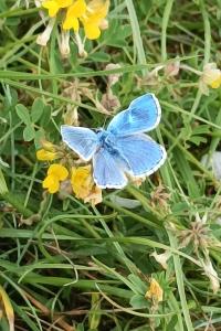 <i>Lysandra bellargus</i>