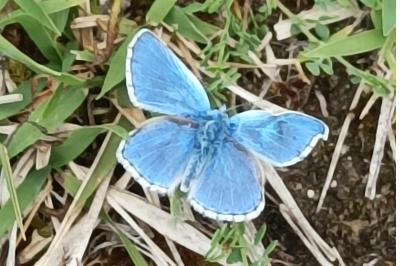 <i>Lysandra bellargus</i>