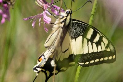<i>Papilio machaon</i>