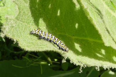 <i>Cucullia verbasci</i>