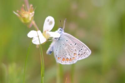<i>Polyommatus icarus</i>