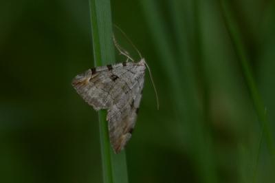 <i>Aplocera plagiata</i>